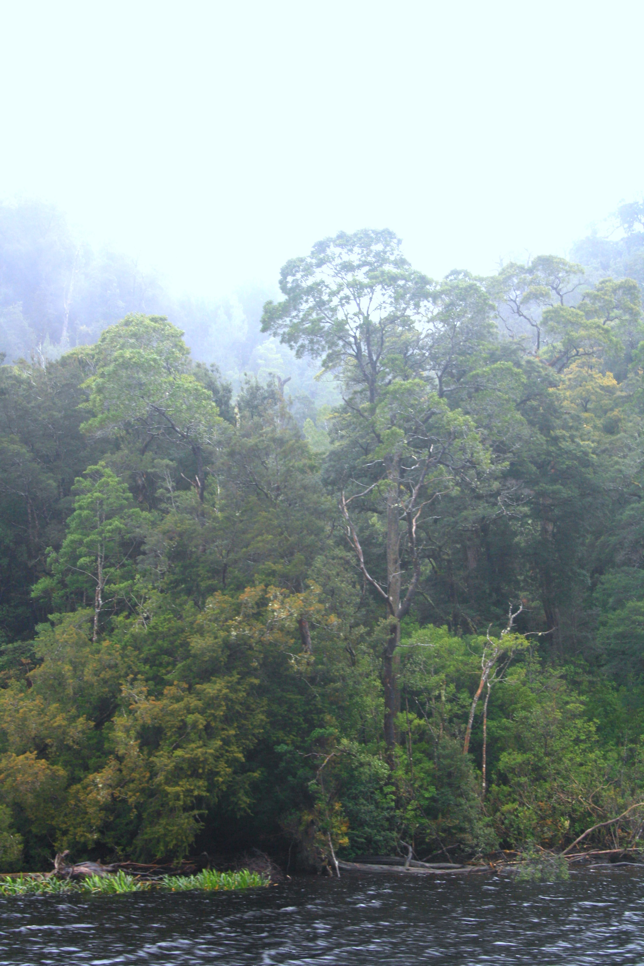 Gordon River