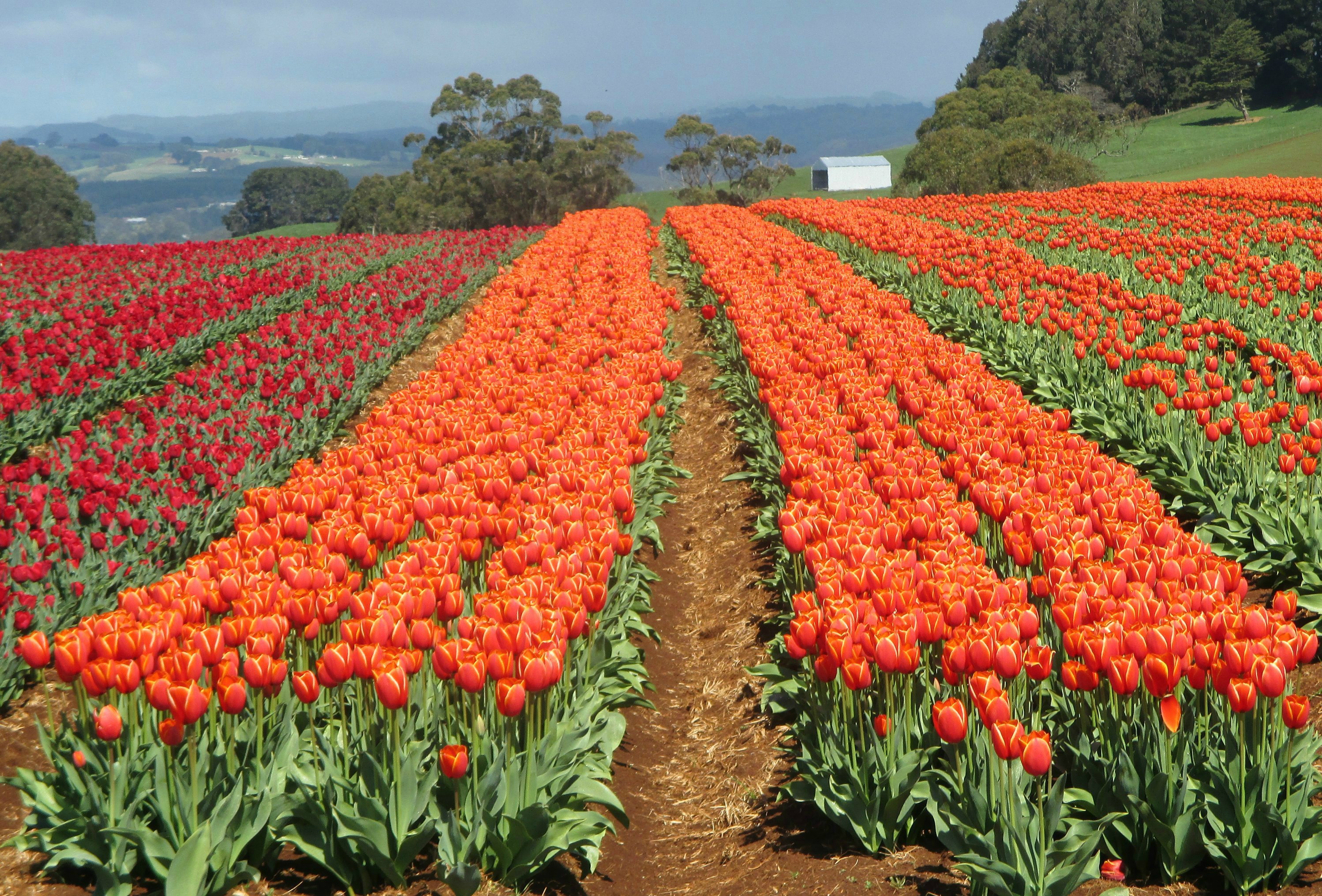Tulips